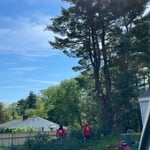 Tree Service
