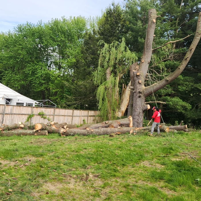 Tree Service