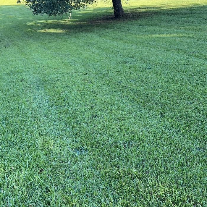 Lawns