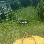 Overgrown Yard