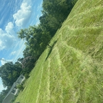 Overgrown Yard