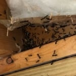 Carpenter Ant Nest Located on Sill Plate in Basement