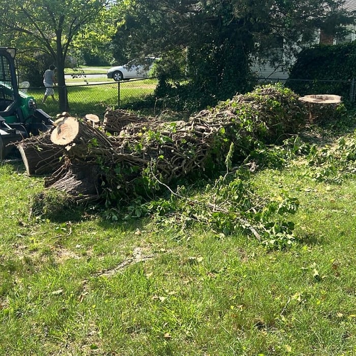 TREE SERVICE 10% OFF