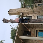 Tree removals