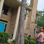 Tree removals