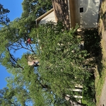 Tree removals
