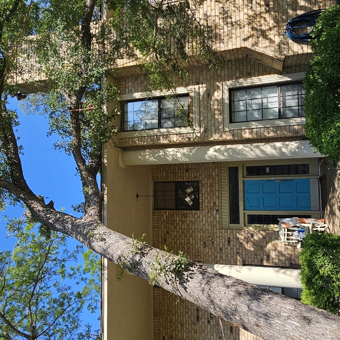 Tree removals
