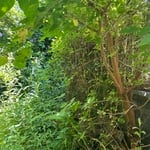 Landscaping - Lakefront Project