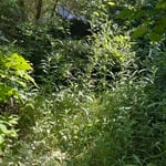 Landscaping - Lakefront Project