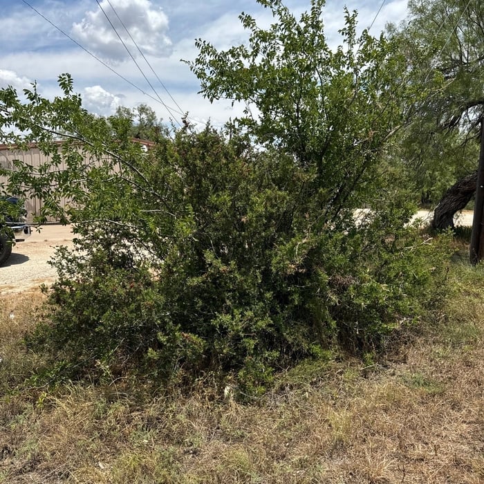 Landscaping Project