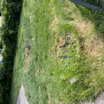 Overgrown grass