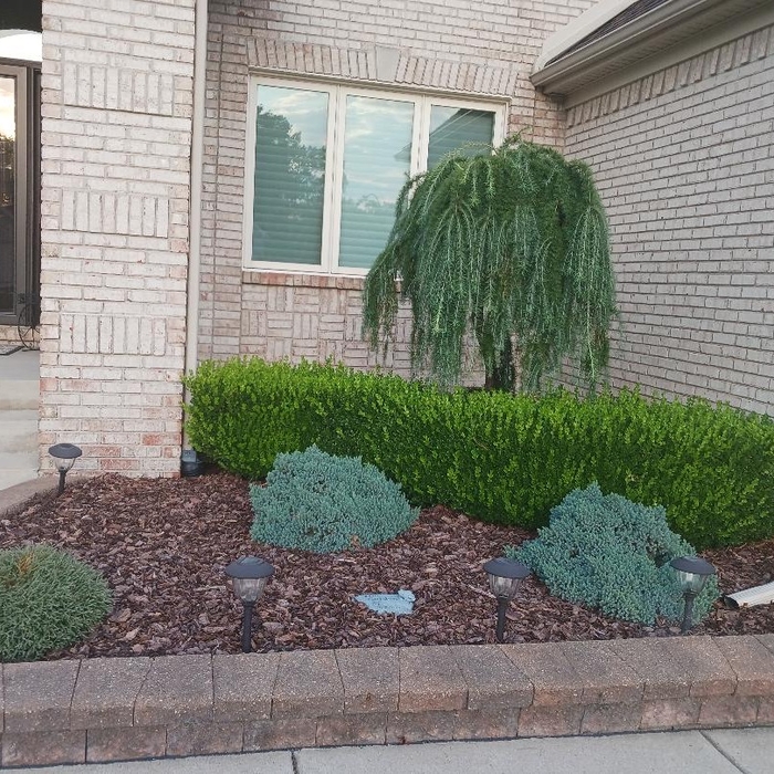 Bush trimming