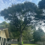 Tree Service Project