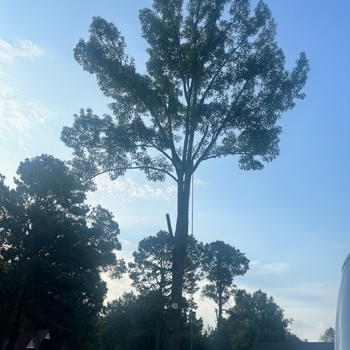 Tree Service Project
