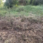 Side view of front yard overgrown