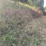Front hill overgrown