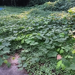 Before backyard