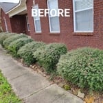 Bush Removal
