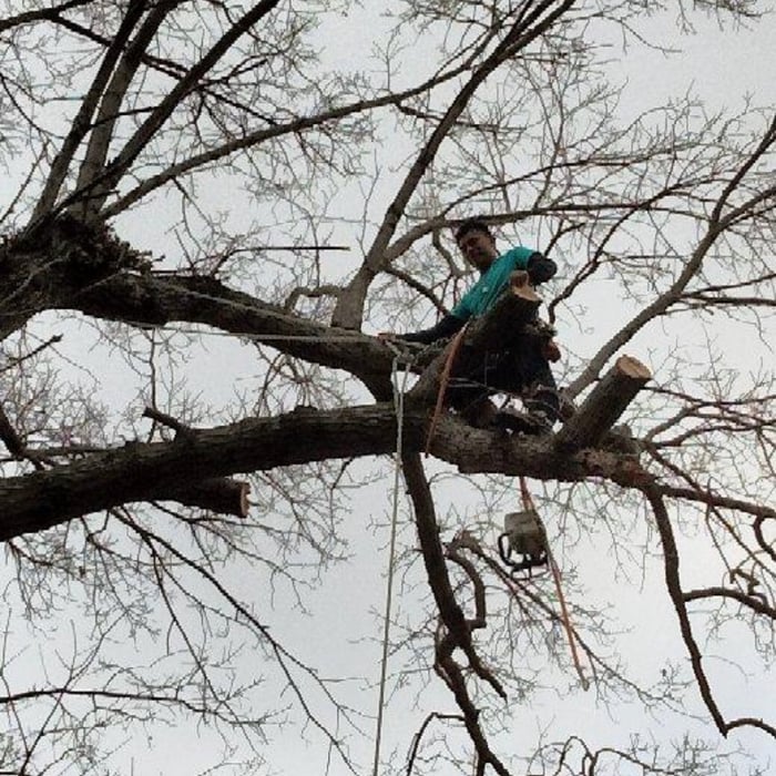 Tree Service Project