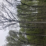 Tree Service Project