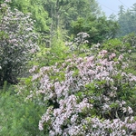 Plants & Pollinators