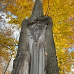 Trees and Beyond!