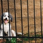 Aluminum Fence