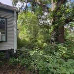 Backyard renovation