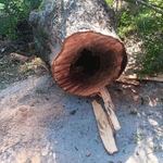 Tree Removal