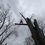 Tree Removals