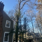 Tree Removals