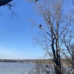 Tree Removals