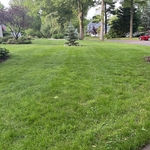 Lawn Cut