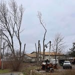 Big tree removals