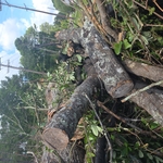 Oak take down