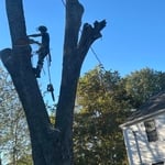 Large pecan removal