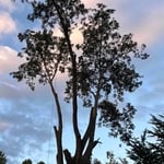 Large pecan removal