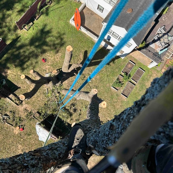 Large pecan removal