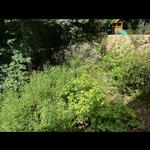 Overgrowth removal