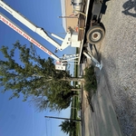 Tree and stump removal!