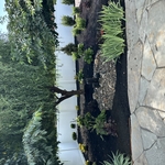 Back yard transformation
