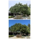 Evergreen Pear