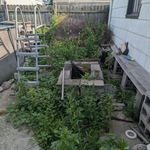 Jungle before and after