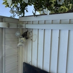 Bees nest removal