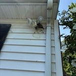 Bees nest removal