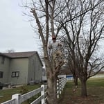 Tree service