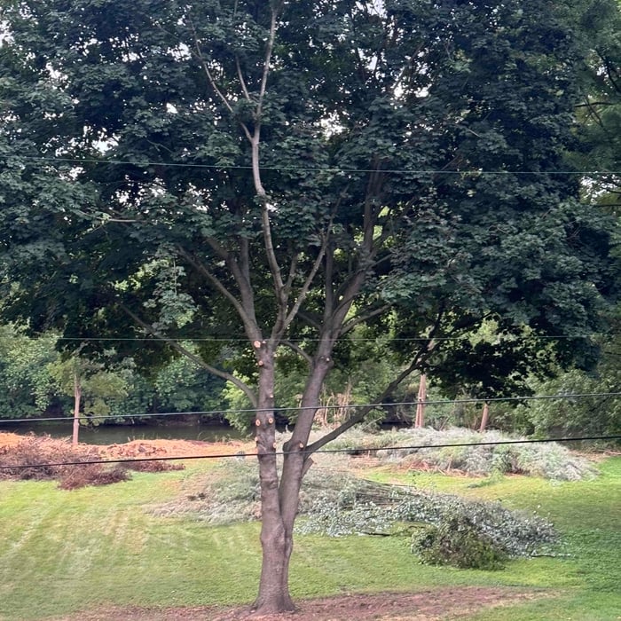 River bank restoration