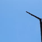 Redwood removal