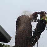 Redwood removal