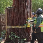 Redwood removal